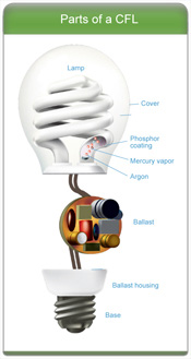 Parts of a CFL